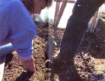 
When Jeavons arrive at Willits, he could hardly dent the soil with a spade. Now you can sink your arm into a freshly dug bed.
